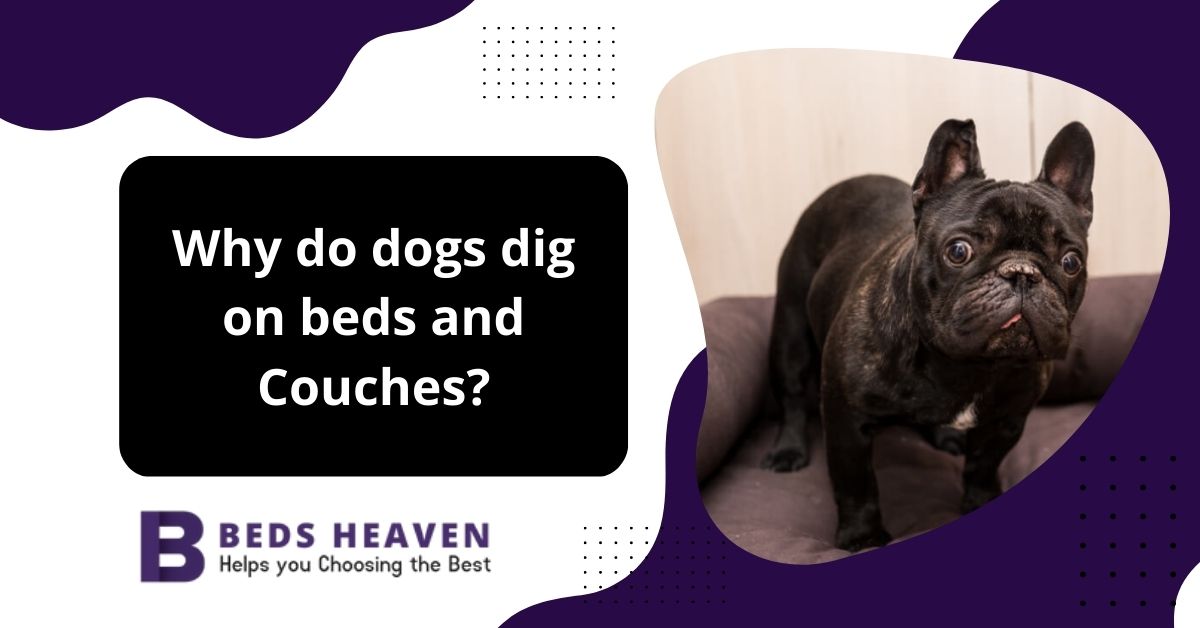 Why do dogs dig on beds and Couches