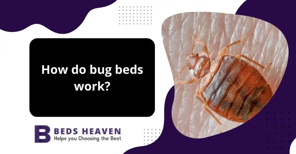 Where Do Bug Beds Come From