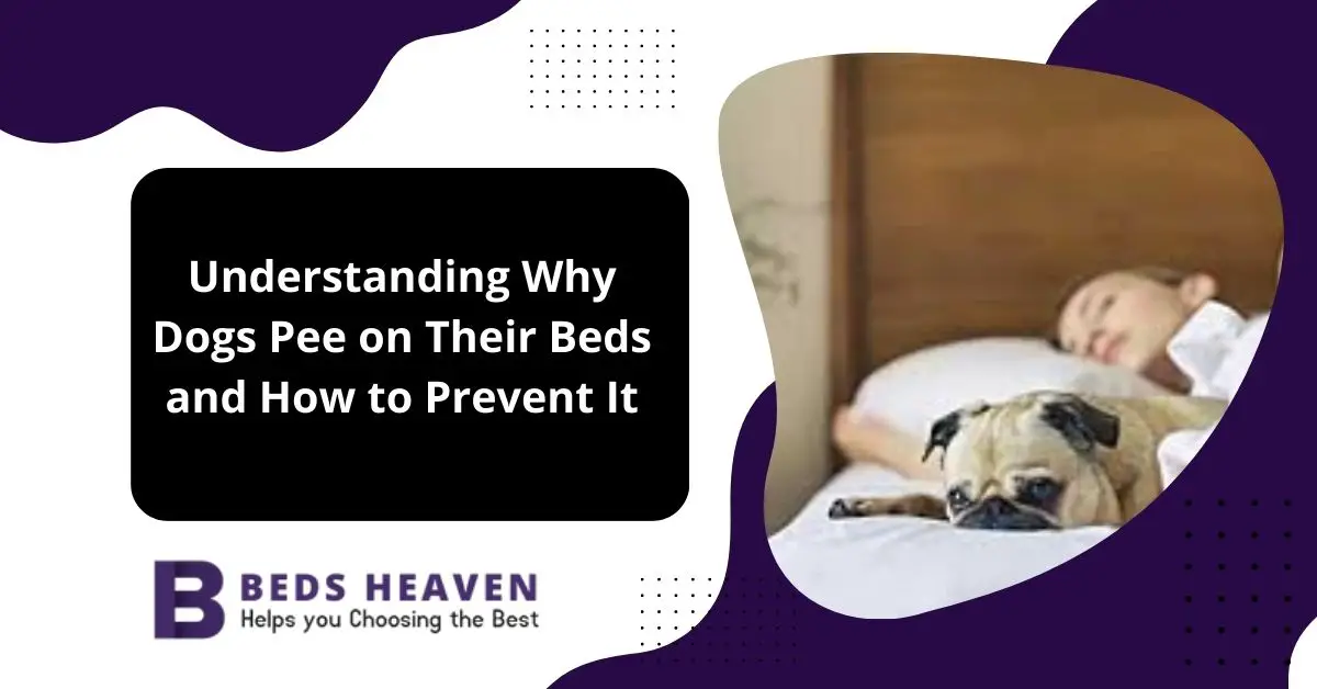 Why Dogs Pee on Their Beds