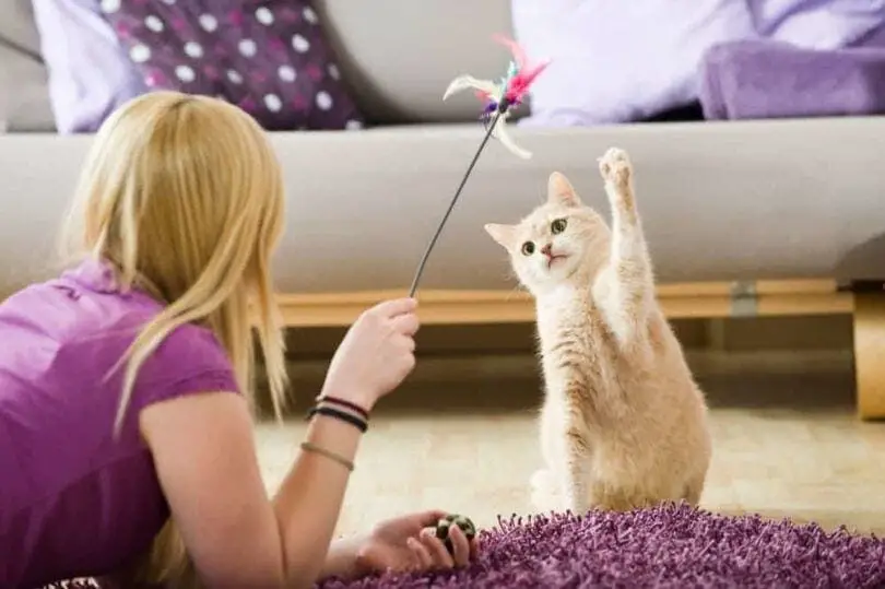 implement different training for your cat