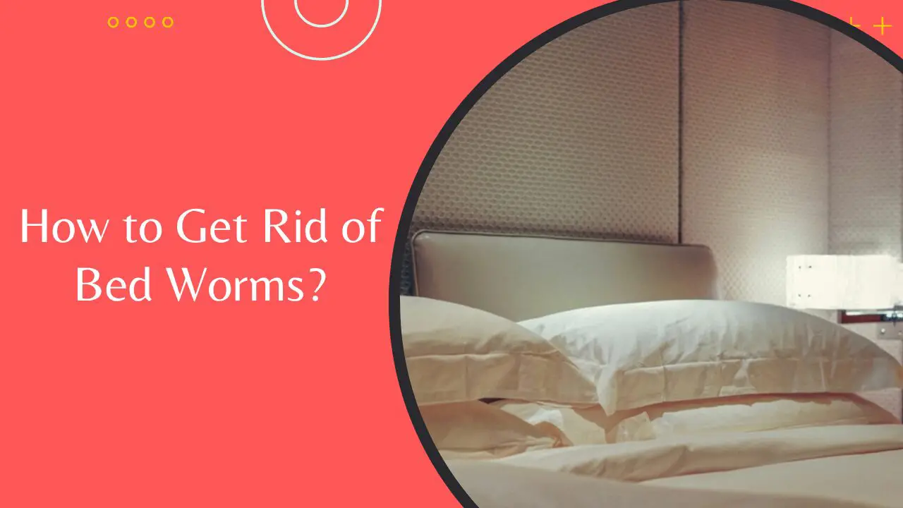 How to get rid of bed worms thumbnail